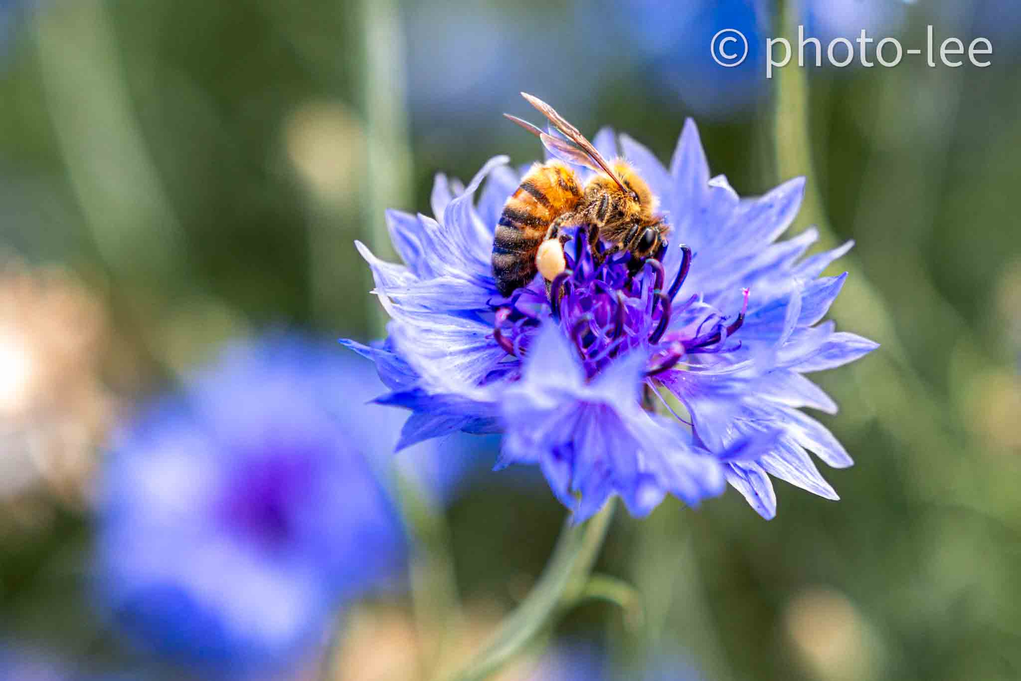 Eine Biene steht auf einer blauen Blume und saugt Nektar